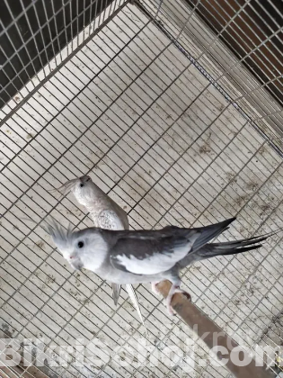 1 pair running cockatiel to be sold